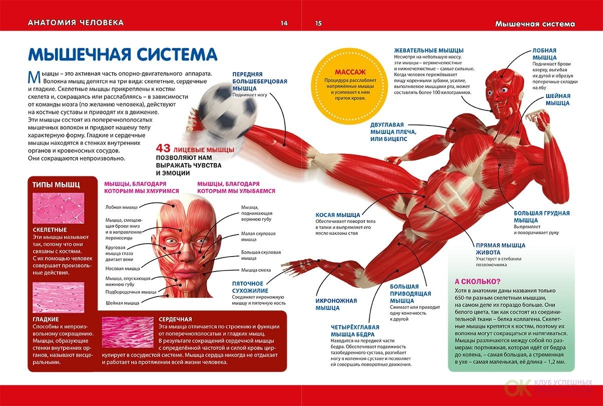 Купить Энциклопедия Анатомия Человека