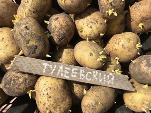 Картофель сортовой посадочный материал «Тулеевский»    1кг 