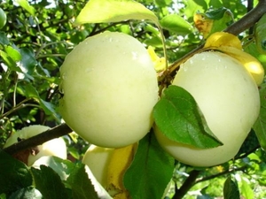 Яблоня крупноплодная Белый налив ОКС