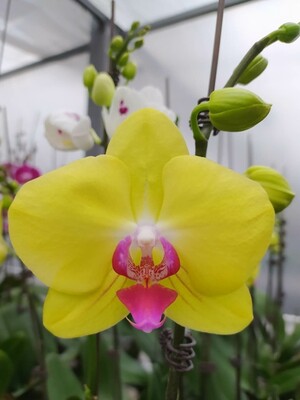 Орхидея Эмбер (1 цветонос)
