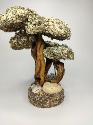Живое дерево с кроной из цетрарии, (4500)