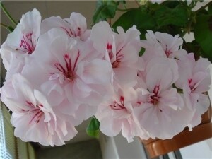 пеларгония плющелистная Blance rose укорен.черенок