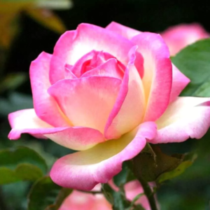 Роза Принц Монако, флорибунда (Сибирские)