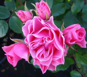 Роза Ай Эм Грейтфул, флорибунда (Сибирские)