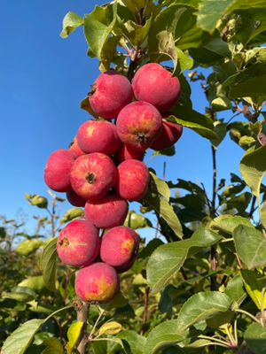 Яблоня полукультурная: Воспитаница (размер саженца 0,4-0,7 метра)