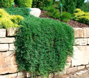 ❗ ВЫКУПЛЕНО СВОБОДНО 3 шт ❗ Можжевельник Вилтони горизонтальный (горшок 2л, высота 30-35см) Color Line