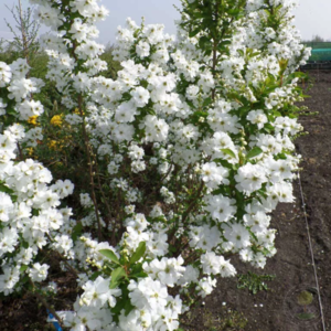 ❗ ВЫКУПЛЕНО СВОБОДНО 2 шт ❗ Экзохорда Мэджикал Спрингтайм крупноцветная (горшок Р9) Color Line