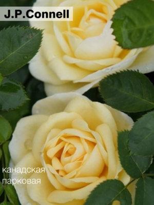 ❗ ВЫКУПЛЕНО ❗ Роза канадская Ж.П.Коннел / J.P. Connell