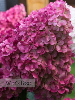 ❗ ВЫКУПЛЕНО ❗ Wim's Red (ОКС, 2-3 ветки) - Гортензия метельчатая 