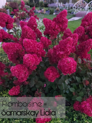 ❗ ВЫКУПЛЕНО ❗ Framboisine = Samarskya Lydia (ОКС, 4-6 веток) - Гортензия метельчатая 