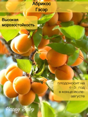 Абрикос Гэсэр (усл)