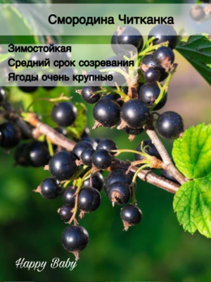 Смородина черная Читканка (усл)