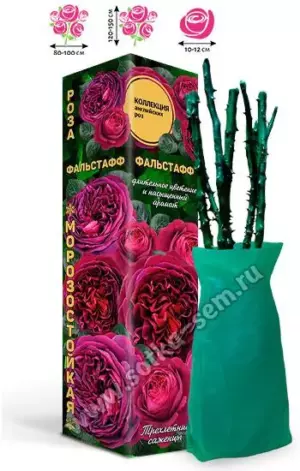 Роза Фальстафф /Английская/