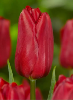 Тюльпан Strong Love 15 стеблей ( 3 букета по 5 штук)