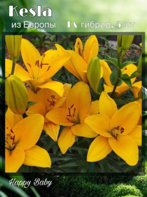 ❗ ВЫКУПЛЕНО пристрой ❗ Kesla - Кесла - TA-гибрид (упаковка 5 шт)