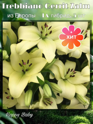 ❗ ВЫКУПЛЕНО пристрой ❗ Trebbiano Gerrit Zalm - Требианно Геррит Залм - LA-гибрид (упаковка 5 шт)