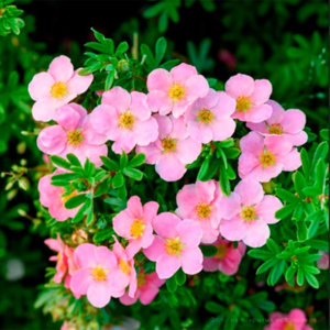 ❗ ВЫКУПЛЕНО ❗ Лапчатка кустарниковая Pink Beauty=Lovely Pink (ОКС, высота саженца 30-40 см)