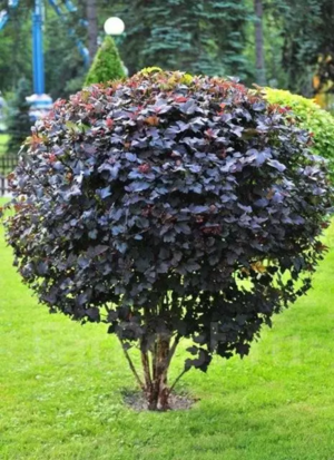 ❗ ВЫКУПЛЕНО ❗ Пузыреплодник калинолистный Diabolo (ОКС, высота саженца 30-40 см)