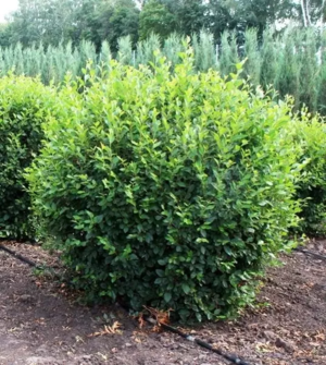 ❗ ВЫКУПЛЕНО ❗ Кизильник блестящий (ОКС, высота саженца 60-80 см)