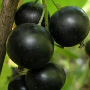 Смородина Селеченская-3 черная (коробка) 1шт