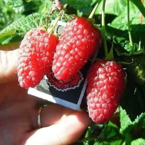 Малина Краса России крупноплодная (коробка) 1шт