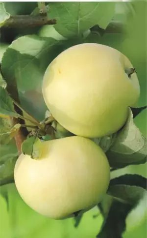 Яблоня Белый налив обыкновенная (саженец с этикеткой) 1шт