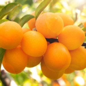 Слива Алыча Подарок Санкт-Петербургу (саженец с этикеткой) 1шт