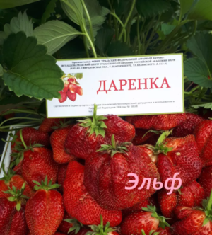 Даренка, 6 шт.