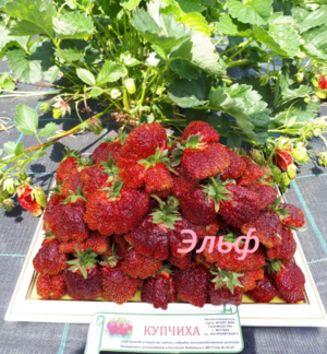 Купчиха (земклуника), 6 шт.