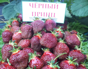 Черный принц  6 шт.