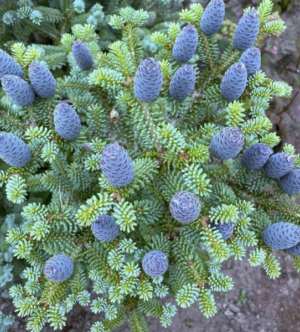 Пихта корейская Блю Эмперор, горшок 1,5 л