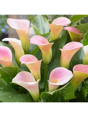 Калла Мелроуз 16/18 (1)