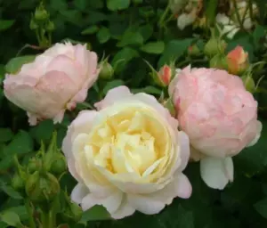 Роза Андре Брише (Имка Марина) (Шраб) 1-3 побега ОКС