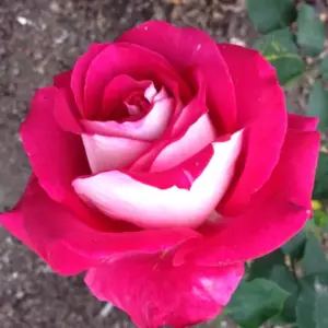 Роза Моника Беллуччи (Чайно-гибридная) 1-3 побега ОКС