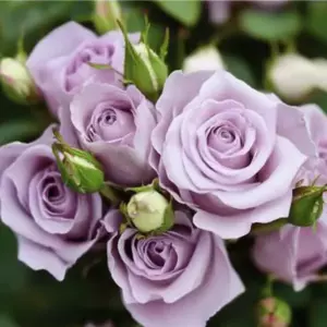 Роза Стерлинг Сенсейшен (Спрей) 1-3 побега ОКС