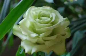 Роза Зеленый Чай/Грин Ти (Чайно-гибридная) 1-3 побега ОКС