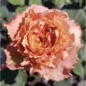 Роза Кантри Спирит Луиза (Чайно-гибридная) 1-3 побега