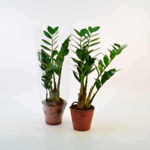 Замиокулькас