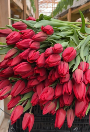 Тюльпан STRONG LOVE бордовый упаковка 15 шт.