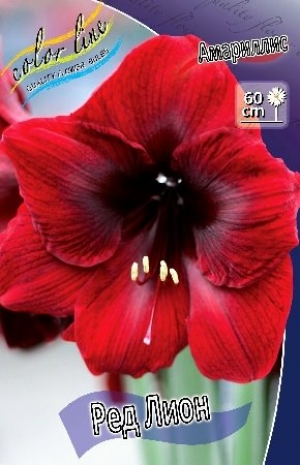 Амариллис Ред Лион 1шт (ИС)