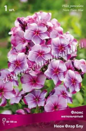 Флокс Неон Флэр Блу 1шт (Поиск)