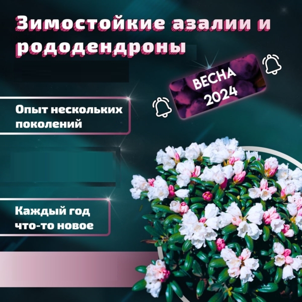 ЕВРОПА   ❗ В НАЛИЧИИ ❗ Азалии / Рододендроны ЗИМОСТОЙКИЕ - ВЕСНА 2024 