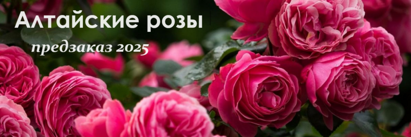 Алтайские розы предзаказ весна 2025