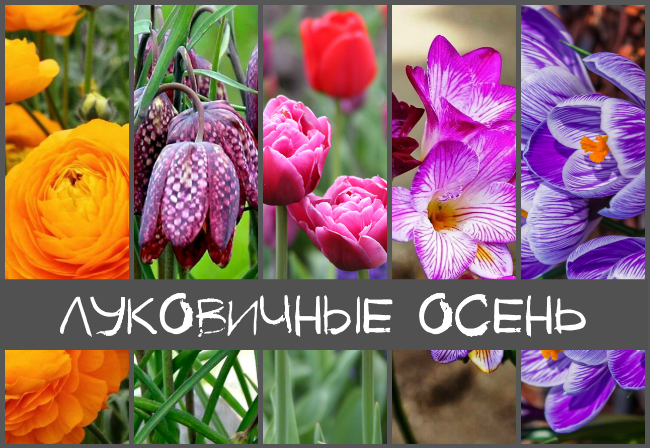 СибСортСемена - ОСЕНЬ 2024 ⚘ꕥ☀️ Луковичные Тюльпаны Нарциссы Гиацинты ☀️ꕥ⚘