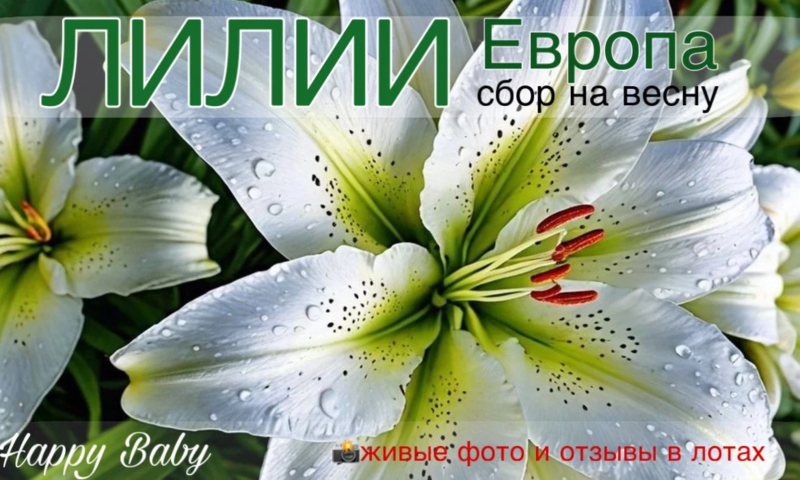 Лилии из Европы ❗ ПРЕДЗАКАЗ ВЕСНА 2026 ❗ (Плантация)