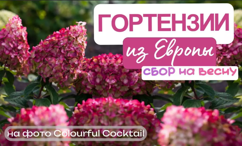 ГОРТЕНЗИИ, Европа - ОКС и в ГОРШКАХ ❗ Приживаемость отличная ❗ Предзаказ Весна 2026 (Плантация)
