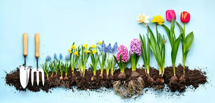 Луковичные для весенней выгонки, все в наличии с быстрым развозом