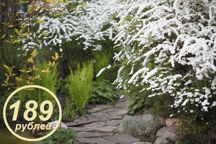 189 рублей ❗ Декоративные кустарники, ОКС  ❗ ПРЕДЗАКАЗ весна 2026 (плантация)