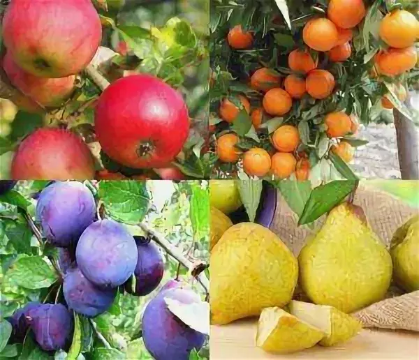 Саженцы плодовых и ягодных культур, предзаказ, развоз весной под высадку