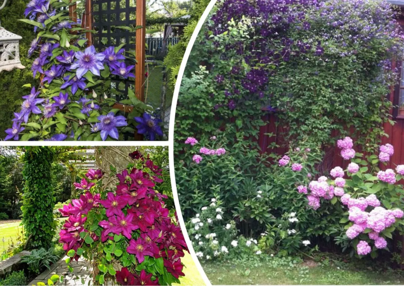 ❗ ВЫКУПЛЕНО ПРИСТРОЙ ❗ Декоративные: клематисы, гортензии, барбарисы и прочее ❗ ПРЕДЗАКАЗ ВЕСНА 2026 Color Line